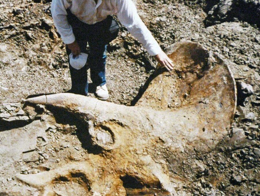 Fossil dig in progress