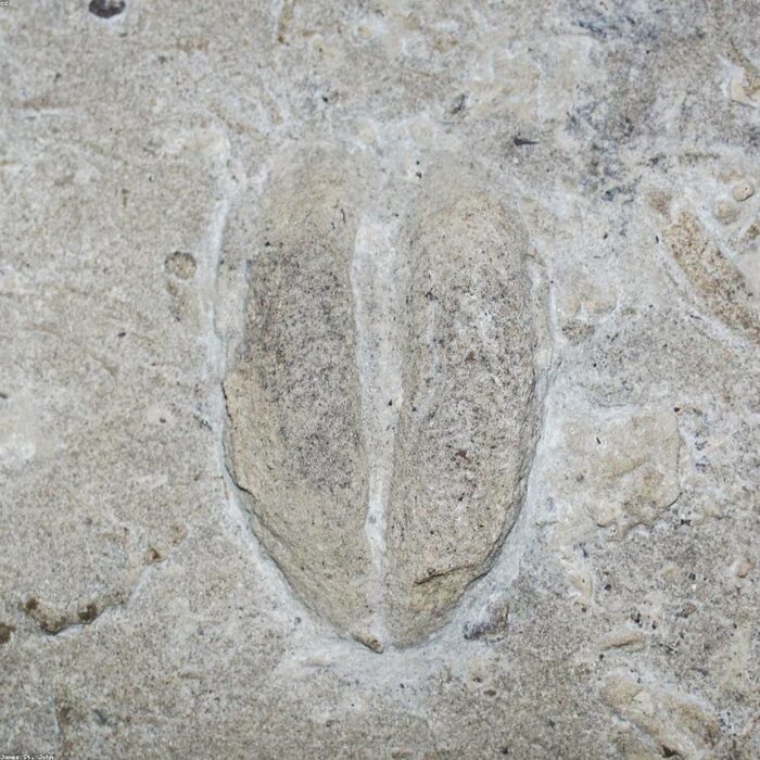 Fern fossil