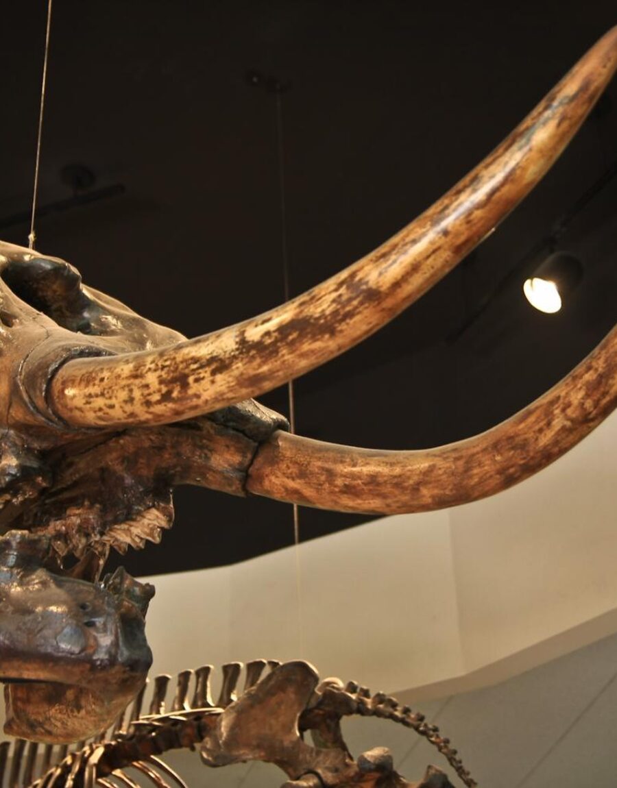 Mammoth