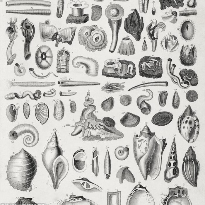 Shell plate