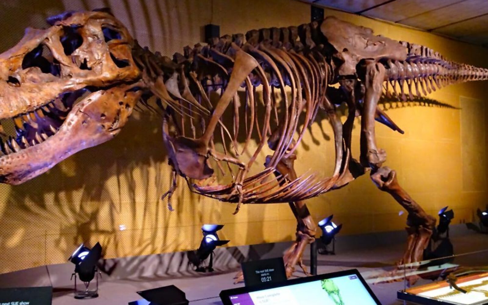 Tyrannosaurus skeleton in the museum hall